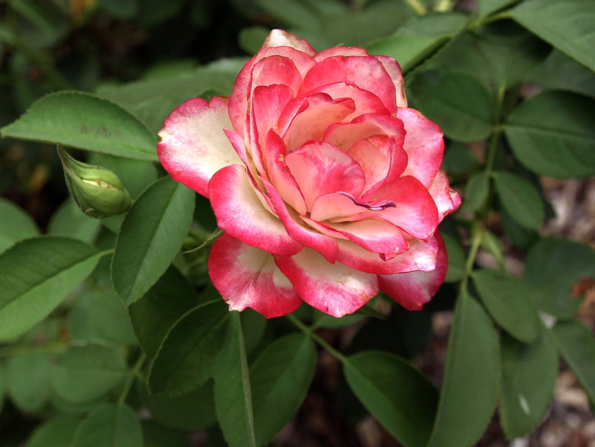 Mostly Pink Cherry Parfait Rose